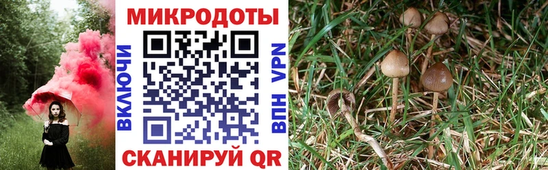 Купить  Долинск  Галлюциногенные грибы Psilocybine cubensis 